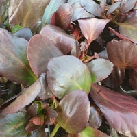 Bergenia  'Pink Dragonfly'